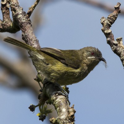 Adult female bellbird. Credit: Oscar Thomas