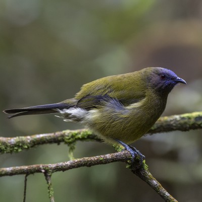Adult male bellbird. Credit: Oscar Thomas