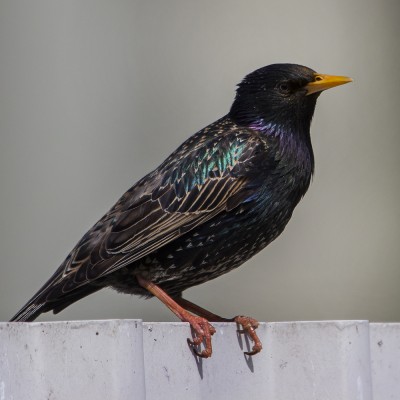 Adult common starling. Credit: Oscar Thomas.