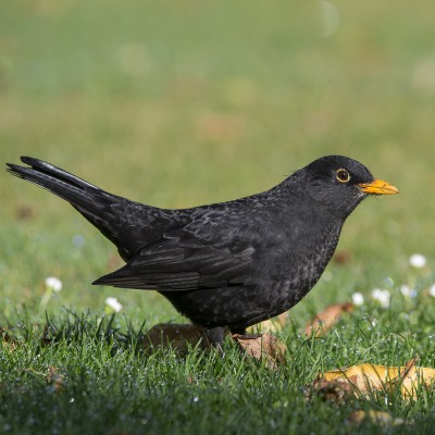 Adult male Eurasian Blackbird. Credit: Oscar Thomas.