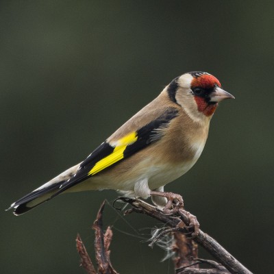 Adult goldfinch. Credit: Oscar Thomas.
