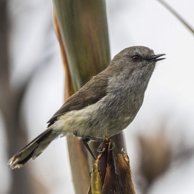 Adult grey warbler/riroriro. Credit: Oscar Thomas.
