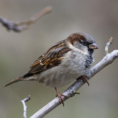 Adult male house sparrow. Credit: Oscar Thomas.