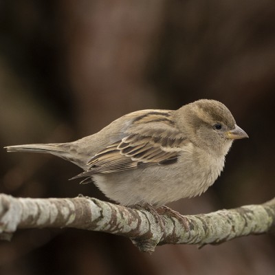 Adult female house sparrow. Credit: Oscar Thomas.