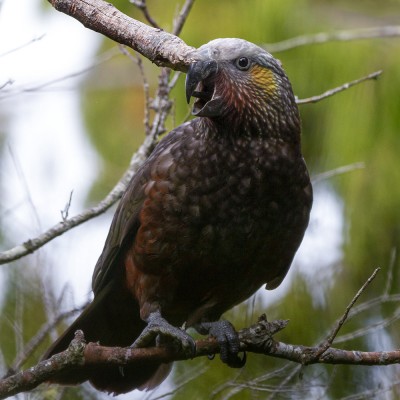 Adult South Island kākā. Credit: Oscar Thomas.