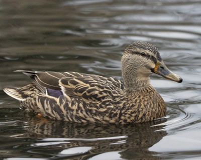 Adult female mallard. Credit: Oscar Thomas.