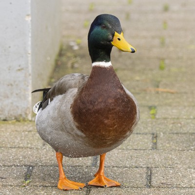 Adult male mallard. Credit: Oscar Thomas.