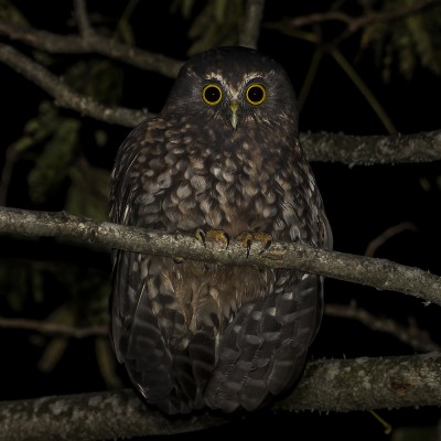 Adult morepork/ruru. Credit: Oscar Thomas.