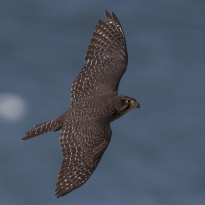 Adult New Zealand Falcon/kārearea. Credit: Oscar Thomas.
