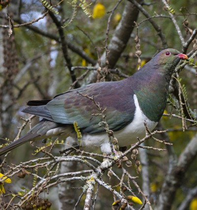 Adult kererū. Credit: Oscar Thomas.