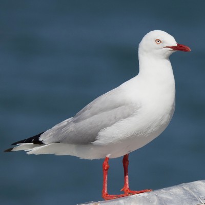 Red-billed gull/tarāpunga. Credit: Oscar Thomas.