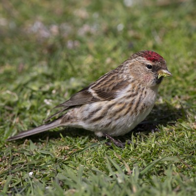 Adult redpoll. Credit: Oscar Thomas.