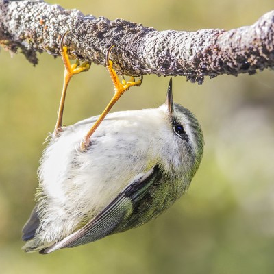 Adult male rifleman/titipounamu. Credit: Oscar Thomas