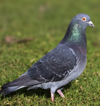 Rock pigeon. Credit: Oscar Thomas.