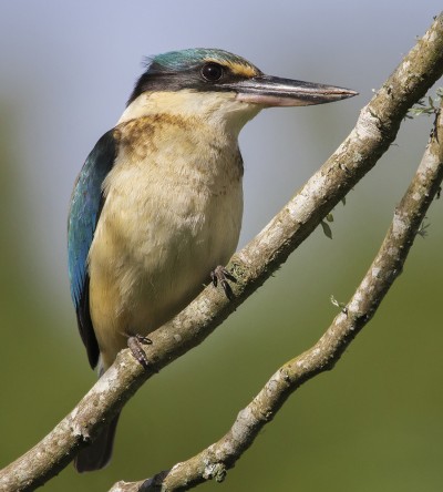 Adult Sacred Kingfisher. Credit: Oscar Thomas.