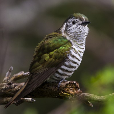 Shining cuckoo/pīpīwharauroa. Credit: Oscar Thomas.