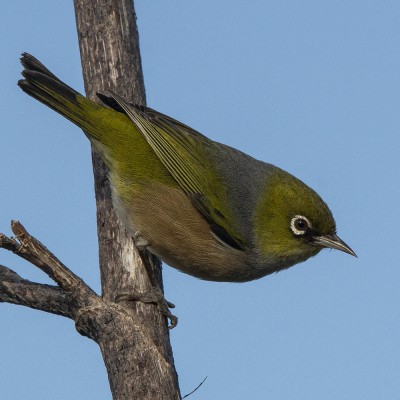 Adult silvereye/tauhou. Credit: Oscar Thomas.