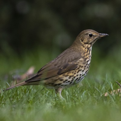 Song Thrush. Credit: Oscar Thomas.