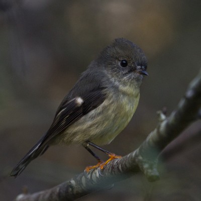 Adult female tomtit. Credit: Oscar Thomas.