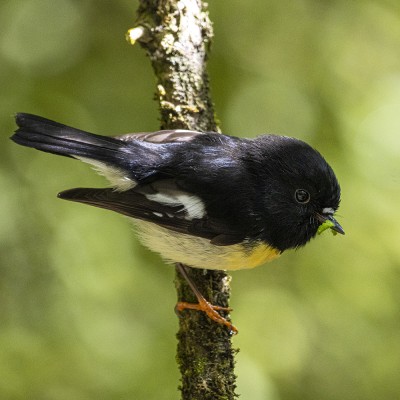 Adult male tomtit. Credit: Oscar Thomas.