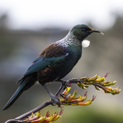 Adult tūī. Credit: Oscar Thomas.