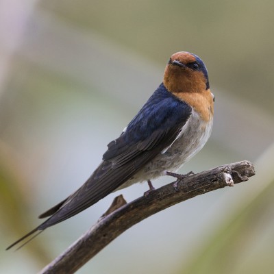 Adult welcome swallow/warou. Credit: Oscar Thomas.