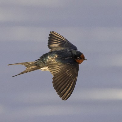 Adult welcome swallow/warou. Credit: Oscar Thomas.